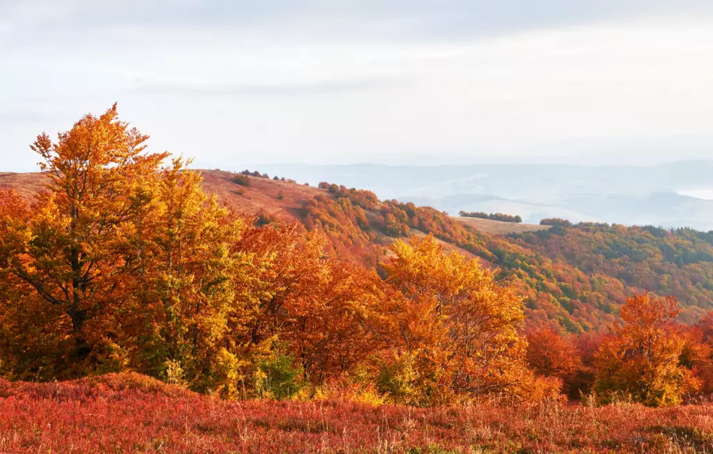 autumn