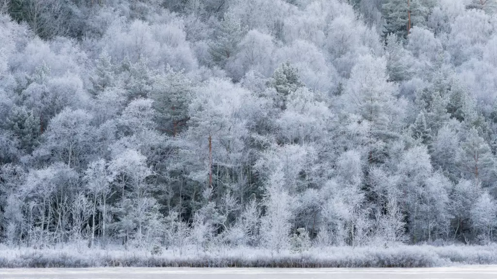 winter